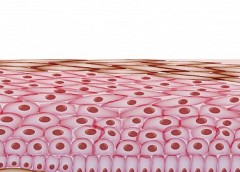 Illustration of skin cells and layers