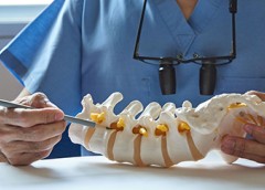 photo of peron's hands pointing out areas on a spine replica