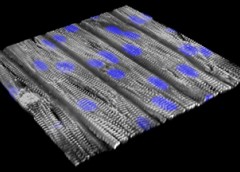 picture of a tissue chip