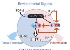 Graphical abstract showing MicroRNA-221 and -222 modulating intestinal inflammatory Th17 cell response.
