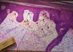 Skin sample displayed as a map.