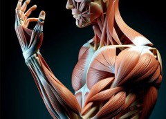 Illustration of muscle on the human body