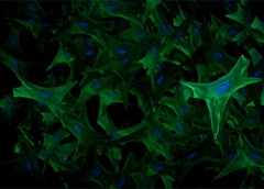 Picture of cells stained green and blue