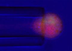 cartilage cell and a glass pipette