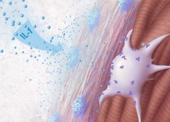 Scientific illustration of a type of fibroblast cell (white) that helps form scar tissue after heart injury in response to an inflammatory signal called IL-1 (blue).