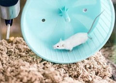 Photo of a white mouse on an exercise wheel