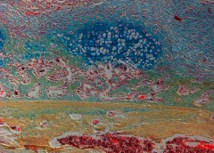 shows a section of mouse bone near a fracture, with marrow full of red blood cells at the bottom and healthy bone on top